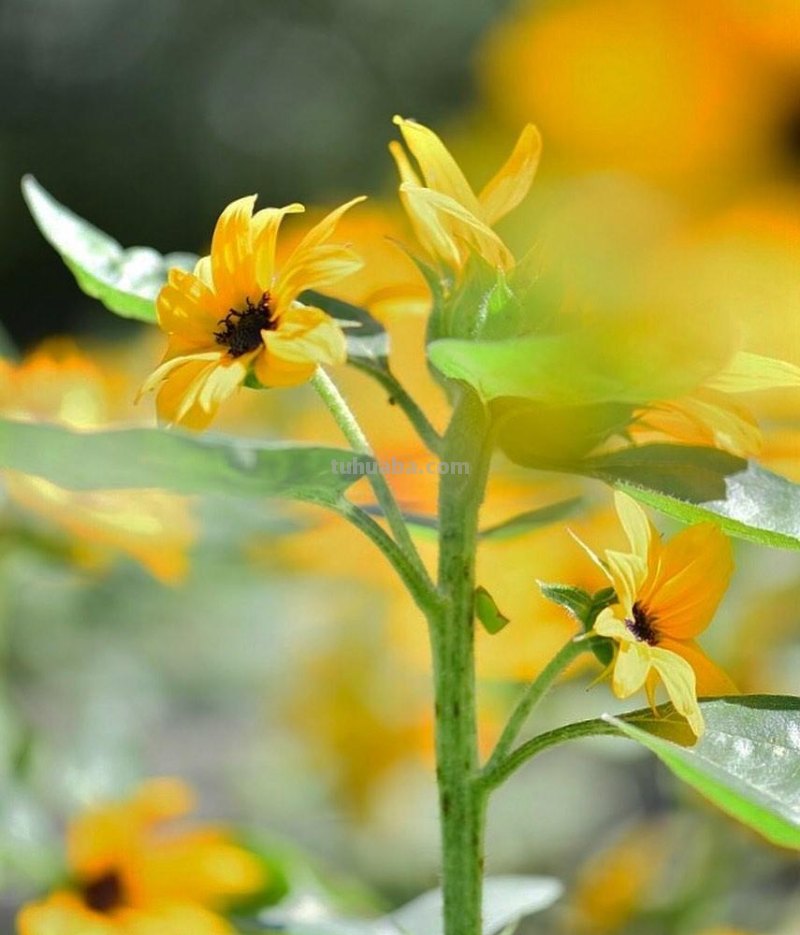 不再浪费小花,用这5个摄影技巧,把身边花朵拍美吧 不再浪费小花,用这5个摄影技巧,把身边花朵拍美吧