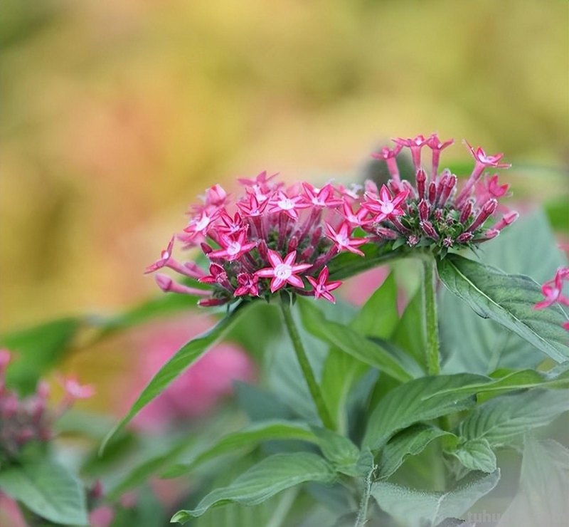 不再浪费小花,用这5个摄影技巧,把身边花朵拍美吧 不再浪费小花,用这5个摄影技巧,把身边花朵拍美吧