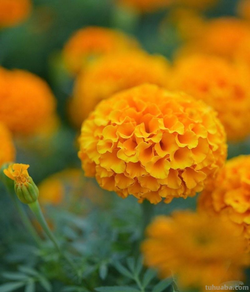 不再浪费小花,用这5个摄影技巧,把身边花朵拍美吧 不再浪费小花,用这5个摄影技巧,把身边花朵拍美吧