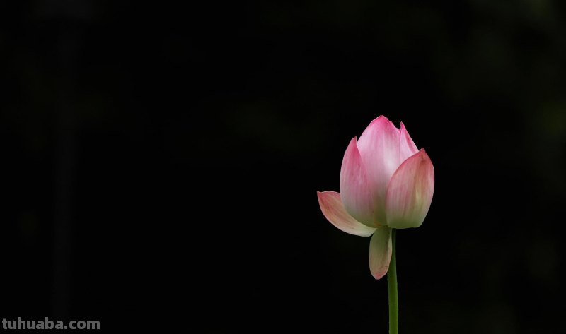 不再浪费小花,用这5个摄影技巧,把身边花朵拍美吧 不再浪费小花,用这5个摄影技巧,把身边花朵拍美吧