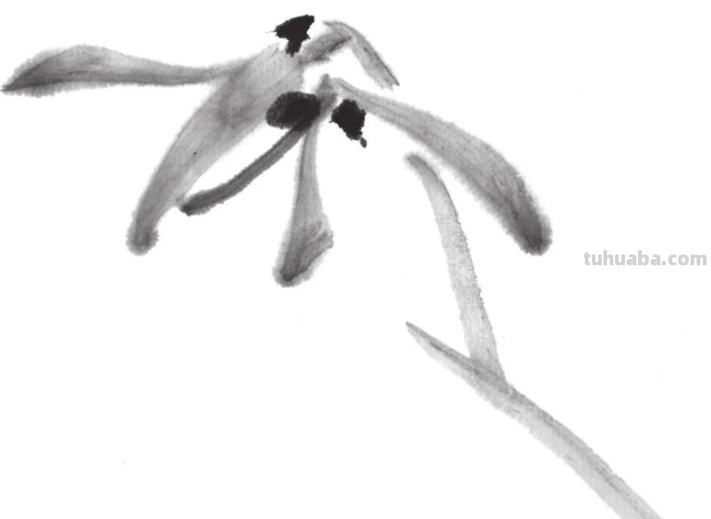 兰花怎么画简笔画(兰花怎么画简笔画美丽漂亮的) 兰花怎么画简笔画(兰花怎么画简笔画美丽漂亮的)