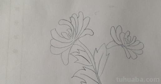 菊花怎么画简笔画(菊花怎么画简笔画图片) 菊花怎么画简笔画(菊花怎么画简笔画图片)
