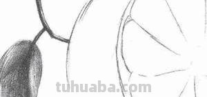 橙子怎么画简笔画(橙子怎么画简笔画图片大全大图) 橙子怎么画简笔画(橙子怎么画简笔画图片大全大图)