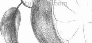 橙子怎么画简笔画(橙子怎么画简笔画图片大全大图) 橙子怎么画简笔画(橙子怎么画简笔画图片大全大图)