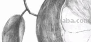 橙子怎么画简笔画(橙子怎么画简笔画图片大全大图) 橙子怎么画简笔画(橙子怎么画简笔画图片大全大图)