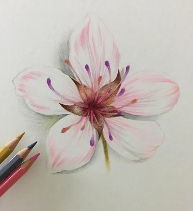 怎么用彩铅画樱花(怎么用彩铅画樱花树) 怎么用彩铅画樱花(怎么用彩铅画樱花树)