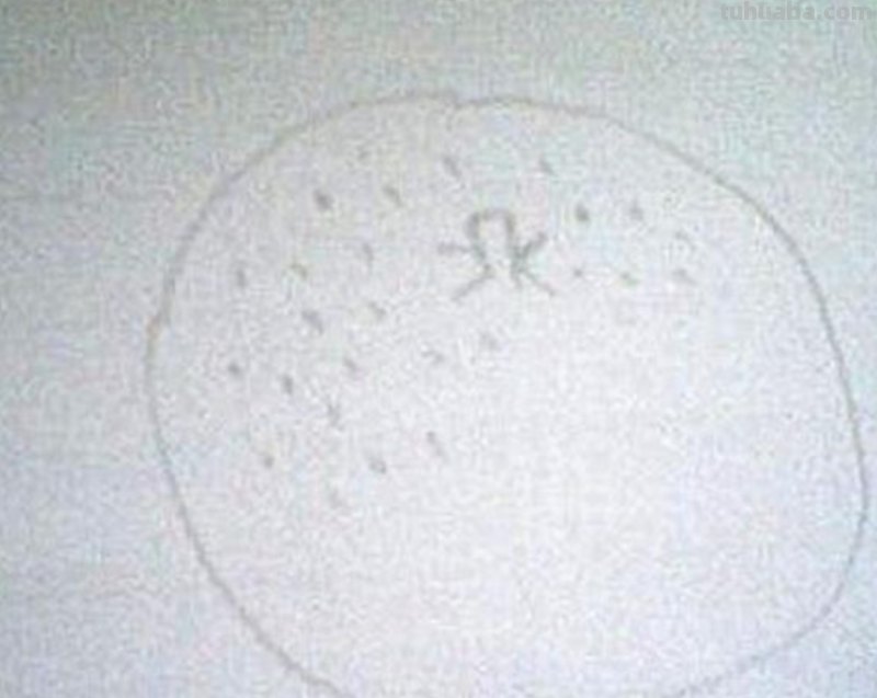 橘子怎么画简笔画(橘子怎么画简笔画图片简单) 橘子怎么画简笔画(橘子怎么画简笔画图片简单)