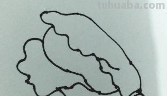 白菜怎么画简笔画(奶油小白菜怎么画简笔画) 白菜怎么画简笔画(奶油小白菜怎么画简笔画)
