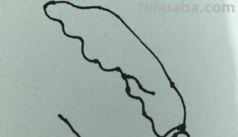 白菜怎么画简笔画(奶油小白菜怎么画简笔画) 白菜怎么画简笔画(奶油小白菜怎么画简笔画)