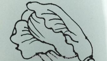 白菜怎么画简笔画(奶油小白菜怎么画简笔画) 白菜怎么画简笔画(奶油小白菜怎么画简笔画)