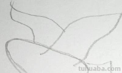 鸽子怎么画简笔画(鸽子怎么画简笔画图片) 鸽子怎么画简笔画(鸽子怎么画简笔画图片)