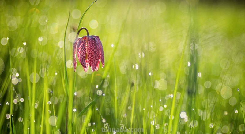 这样拍照真惊艳，摄影技巧学一招，手机相机都好看