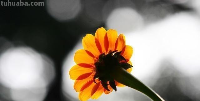 这样拍照真惊艳，摄影技巧学一招，手机相机都好看