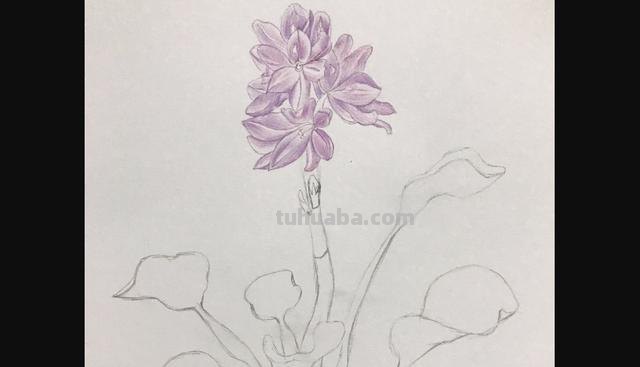 桃花用彩铅怎么画(桃花用彩铅怎么画简单而好看) 桃花用彩铅怎么画(桃花用彩铅怎么画简单而好看)