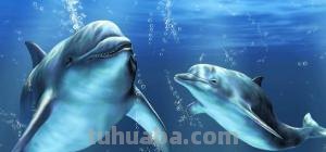 海豚怎么画简笔画(海豚怎么画简笔画图片) 海豚怎么画简笔画(海豚怎么画简笔画图片)