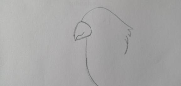 鹦鹉怎么画简笔画(鹦鹉怎么画简笔画好看又简单) 鹦鹉怎么画简笔画(鹦鹉怎么画简笔画好看又简单)