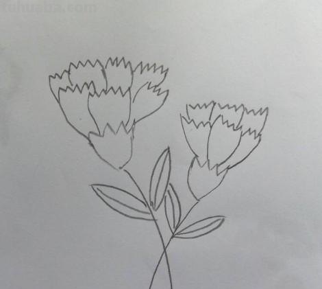 怎么用彩铅画康乃馨(怎么用彩铅画康乃馨花) 怎么用彩铅画康乃馨(怎么用彩铅画康乃馨花)