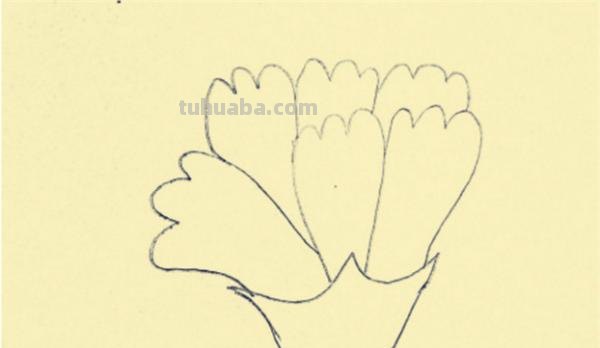 怎么用彩铅画康乃馨(怎么用彩铅画康乃馨花) 怎么用彩铅画康乃馨(怎么用彩铅画康乃馨花)
