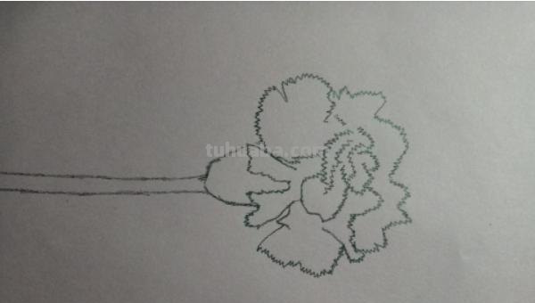 怎么用彩铅画康乃馨(怎么用彩铅画康乃馨花) 怎么用彩铅画康乃馨(怎么用彩铅画康乃馨花)
