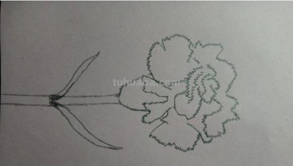 怎么用彩铅画康乃馨(怎么用彩铅画康乃馨花) 怎么用彩铅画康乃馨(怎么用彩铅画康乃馨花)