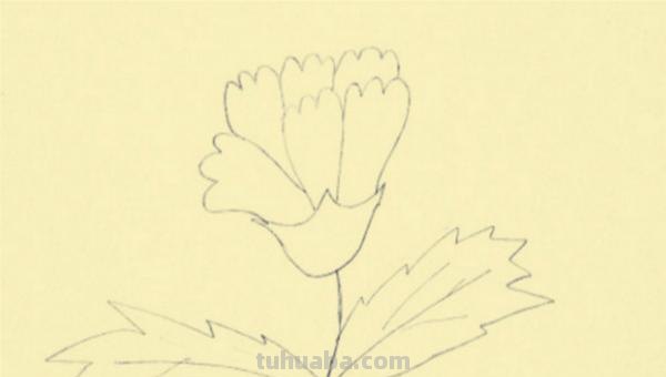 怎么用彩铅画康乃馨(怎么用彩铅画康乃馨花) 怎么用彩铅画康乃馨(怎么用彩铅画康乃馨花)