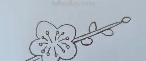 用彩铅怎么画梅花(用彩铅怎么画梅花简单) 用彩铅怎么画梅花(用彩铅怎么画梅花简单)