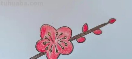 用彩铅怎么画梅花(用彩铅怎么画梅花简单) 用彩铅怎么画梅花(用彩铅怎么画梅花简单)