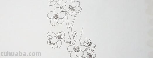 用彩铅怎么画梅花(用彩铅怎么画梅花简单) 用彩铅怎么画梅花(用彩铅怎么画梅花简单)
