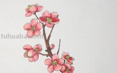 用彩铅怎么画梅花(用彩铅怎么画梅花简单) 用彩铅怎么画梅花(用彩铅怎么画梅花简单)