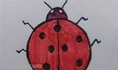 昆虫怎么画简笔画(昆虫记里面的昆虫怎么画简笔画) 昆虫怎么画简笔画(昆虫记里面的昆虫怎么画简笔画)