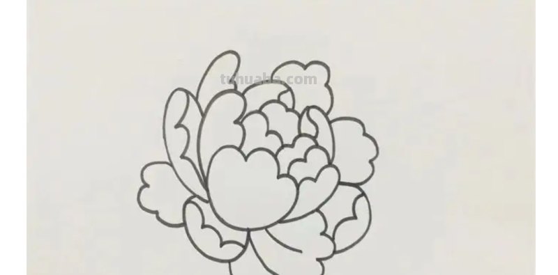 牡丹怎么画简笔画(牡丹怎么画简笔画又漂亮) 牡丹怎么画简笔画(牡丹怎么画简笔画又漂亮)