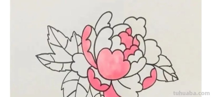 牡丹怎么画简笔画(牡丹怎么画简笔画又漂亮) 牡丹怎么画简笔画(牡丹怎么画简笔画又漂亮)