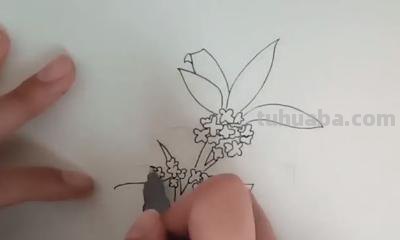 桂花怎么画简笔画(桂花怎么画简笔画又漂亮) 桂花怎么画简笔画(桂花怎么画简笔画又漂亮)