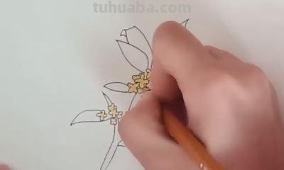 桂花怎么画简笔画(桂花怎么画简笔画又漂亮) 桂花怎么画简笔画(桂花怎么画简笔画又漂亮)