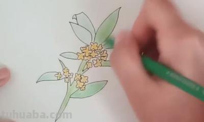 桂花怎么画简笔画(桂花怎么画简笔画又漂亮) 桂花怎么画简笔画(桂花怎么画简笔画又漂亮)