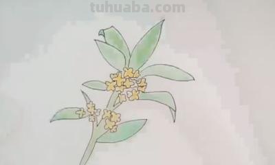 桂花怎么画简笔画(桂花怎么画简笔画又漂亮) 桂花怎么画简笔画(桂花怎么画简笔画又漂亮)