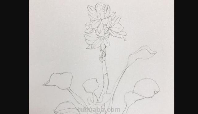 怎么画彩铅画花卉（怎么画彩铅画花卉图片）