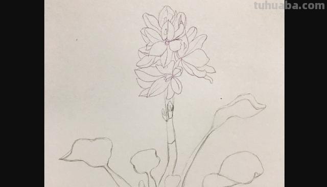 怎么画彩铅画花卉(怎么画彩铅画花卉图片) 怎么画彩铅画花卉(怎么画彩铅画花卉图片)
