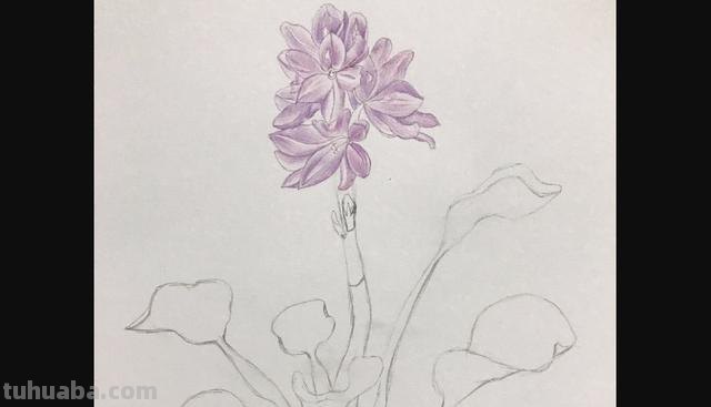 怎么画彩铅画花卉(怎么画彩铅画花卉图片) 怎么画彩铅画花卉(怎么画彩铅画花卉图片)