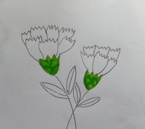 彩铅画怎么画康乃馨(彩铅画怎么画康乃馨图片) 彩铅画怎么画康乃馨(彩铅画怎么画康乃馨图片)