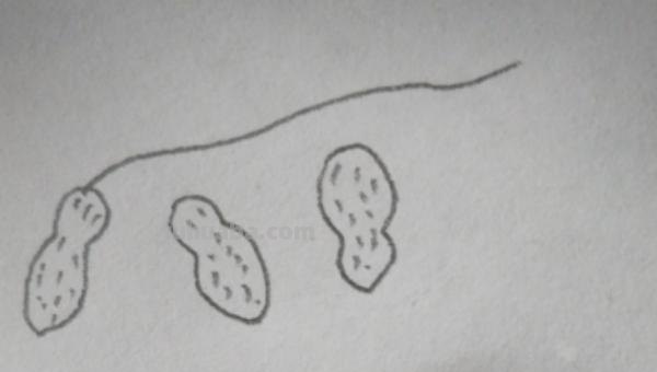 花生怎么画简笔画(花生怎么画简笔画图) 花生怎么画简笔画(花生怎么画简笔画图)