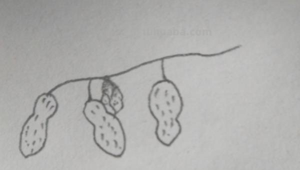 花生怎么画简笔画(花生怎么画简笔画图) 花生怎么画简笔画(花生怎么画简笔画图)