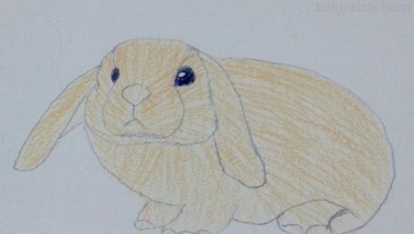 怎么画彩铅画动物(怎么画彩铅画动物简单) 怎么画彩铅画动物(怎么画彩铅画动物简单)