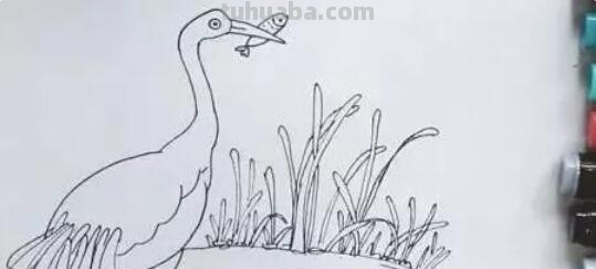 鹤怎么画简笔画(丹顶鹤怎么画简笔画) 鹤怎么画简笔画(丹顶鹤怎么画简笔画)