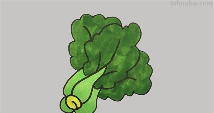青菜怎么画简笔画（青菜怎么画简笔画图片 可爱）