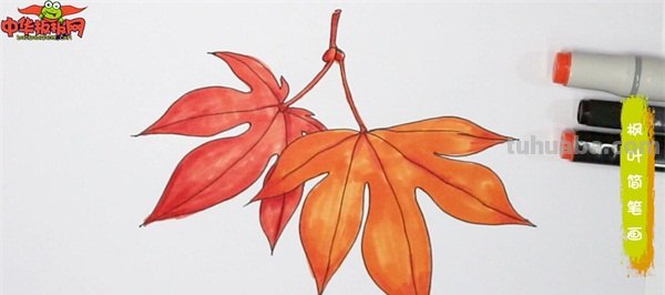 枫叶怎么画简笔画(枫叶怎么画简笔画又漂亮) 枫叶怎么画简笔画(枫叶怎么画简笔画又漂亮)