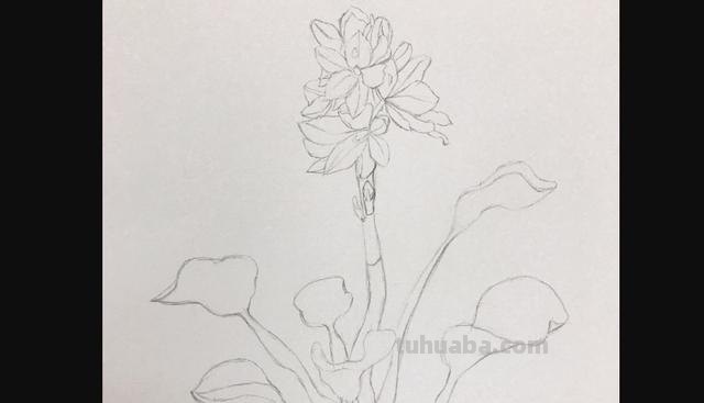 花海怎么画彩铅（花海怎么画彩铅最简单）