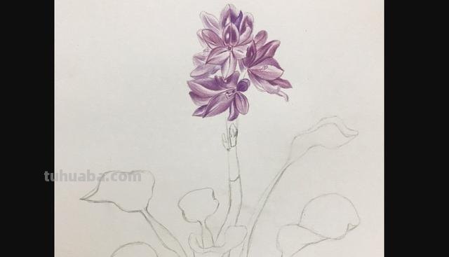 花海怎么画彩铅(花海怎么画彩铅最简单) 花海怎么画彩铅(花海怎么画彩铅最简单)