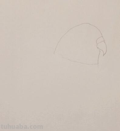 鹦鹉怎么画 彩铅（鹦鹉怎么画彩铅 简单又漂亮）