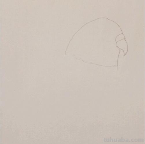 鹦鹉怎么画 彩铅(鹦鹉怎么画彩铅 简单又漂亮) 鹦鹉怎么画 彩铅(鹦鹉怎么画彩铅 简单又漂亮)